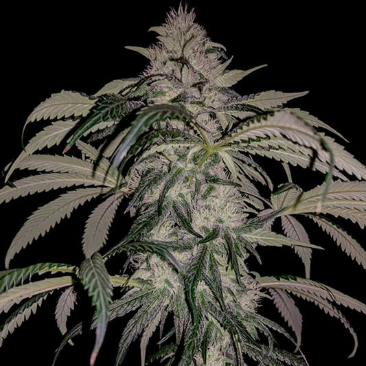 Purple Swish Haze by Rare Dankness