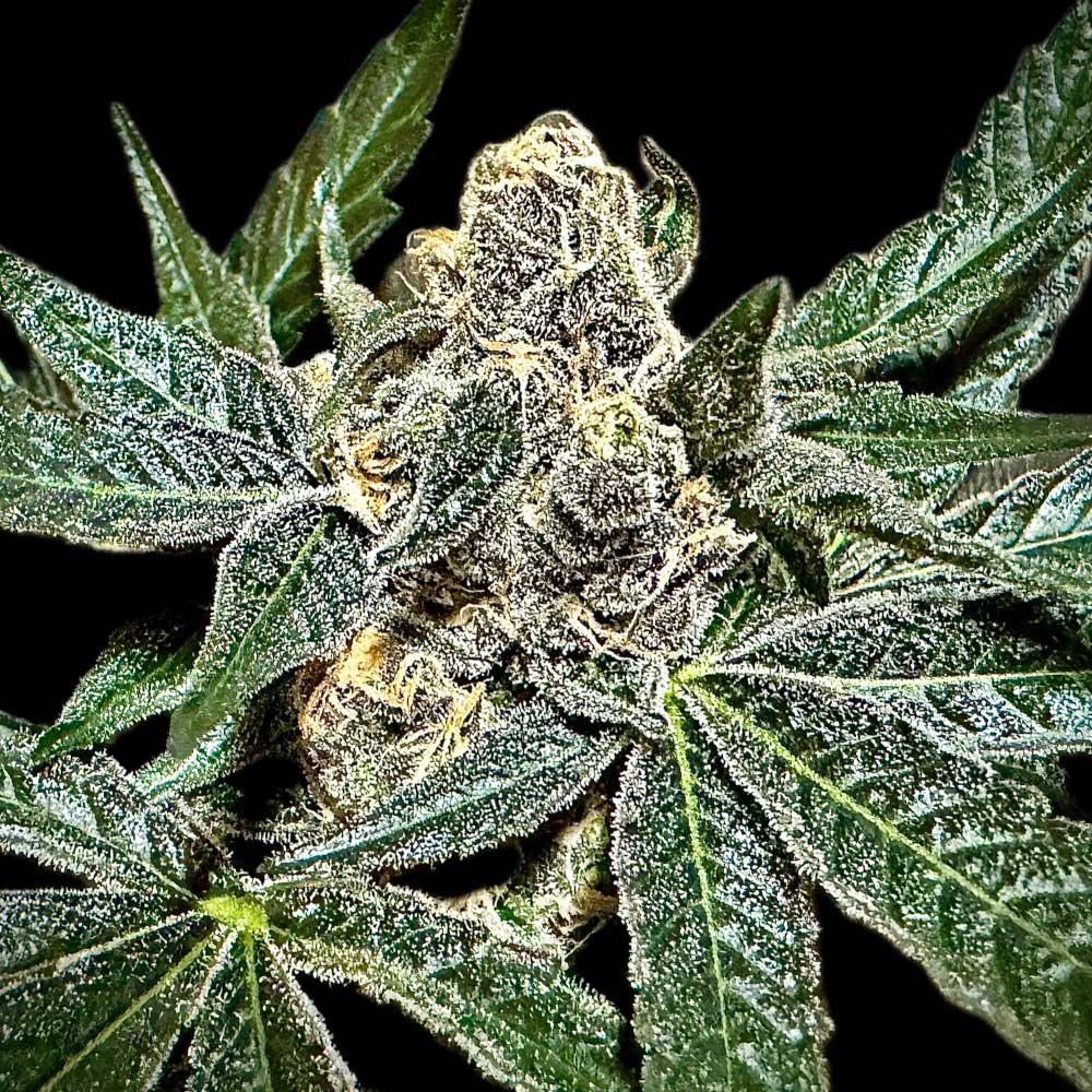 Sumptuouz by Rare Dankness