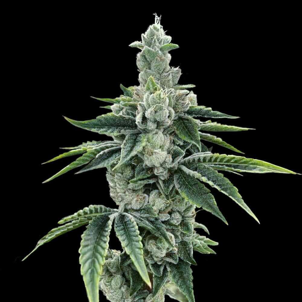 ReCon 2.0 by DNA Genetics