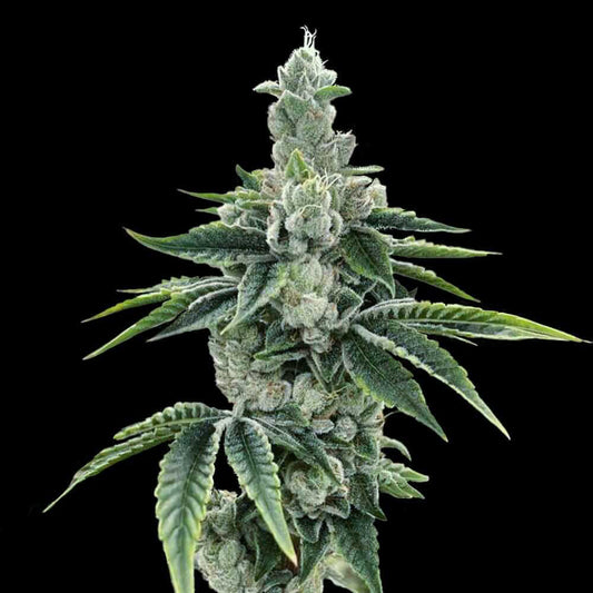 ReCon 2.0 by DNA Genetics