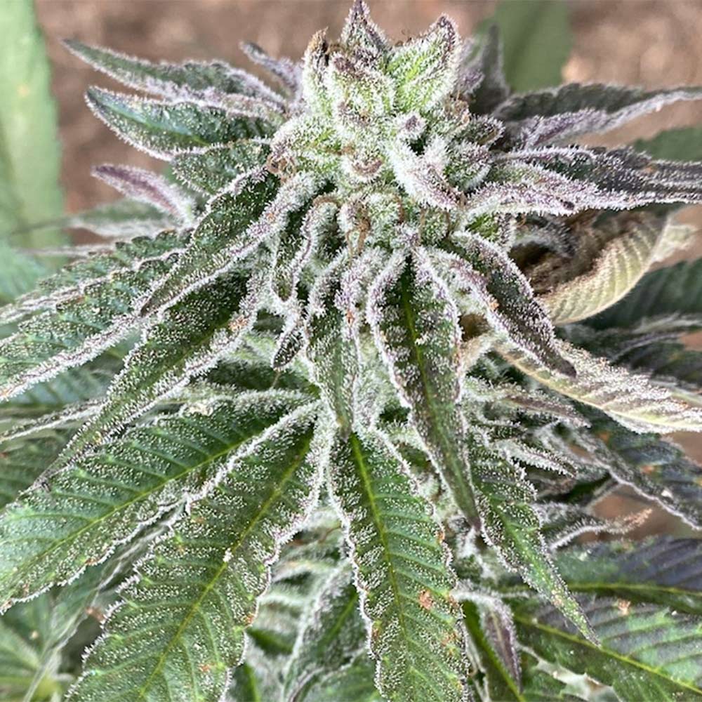 Red Berry Tartz by The Cali Connection