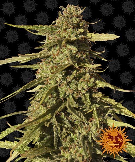 Red Cherry Berry by Barneys Farm