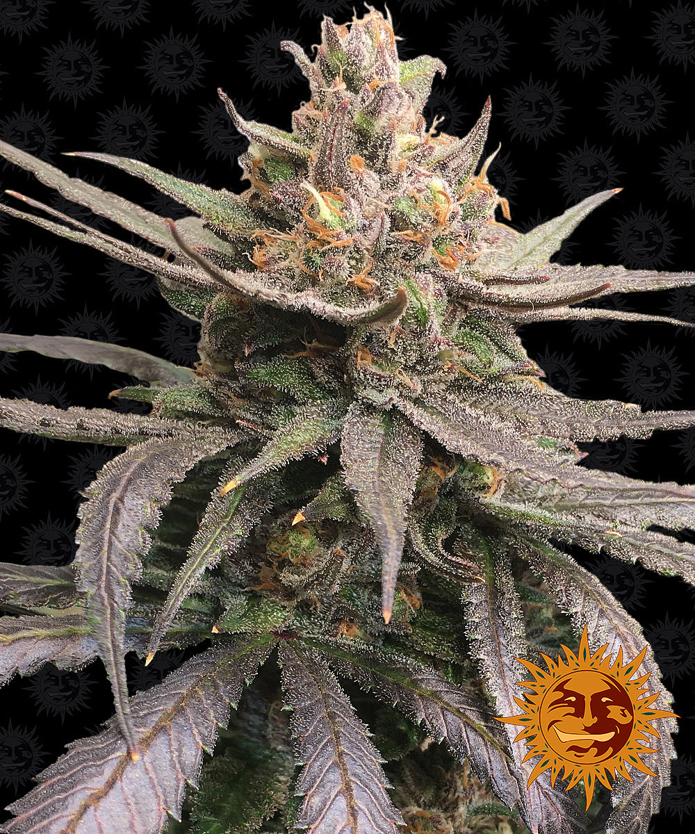 Red Dragon by Barneys Farm