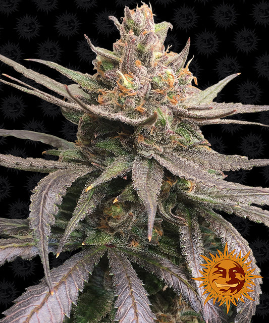 Red Dragon by Barneys Farm