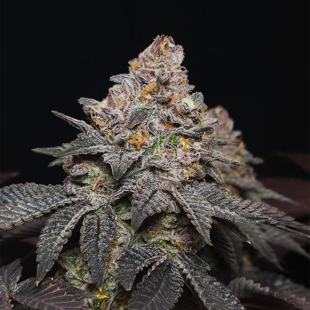 Red Kachina 3.0 by Conscious Genetics