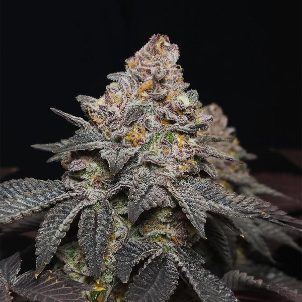 Red Kachina 3.0 by Conscious Genetics