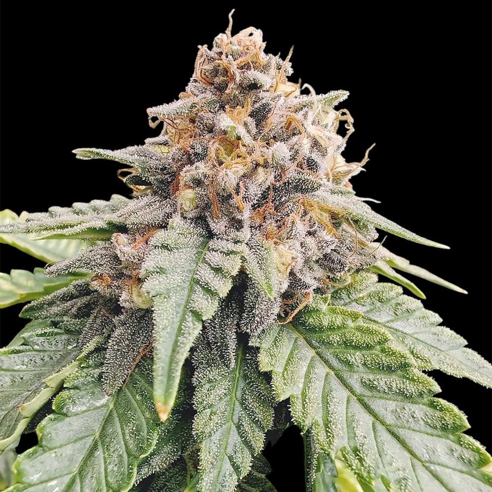 Red Lotus by Conscious Genetics