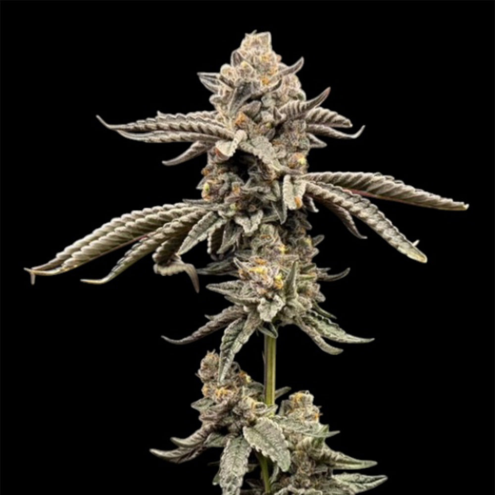 Red Opal by Conscious Genetics