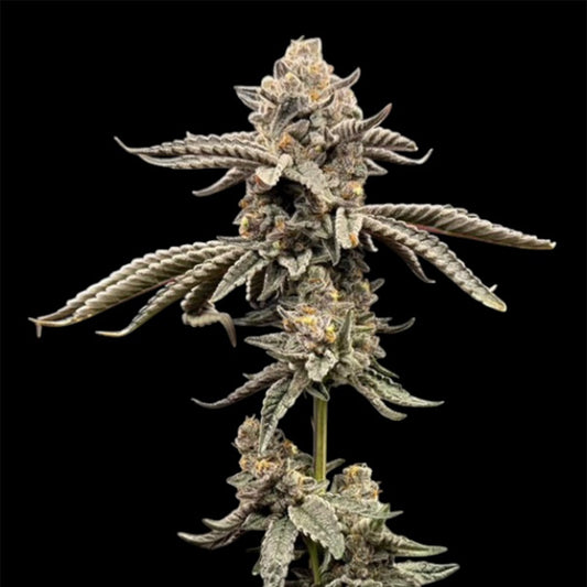 Red Opal by Conscious Genetics