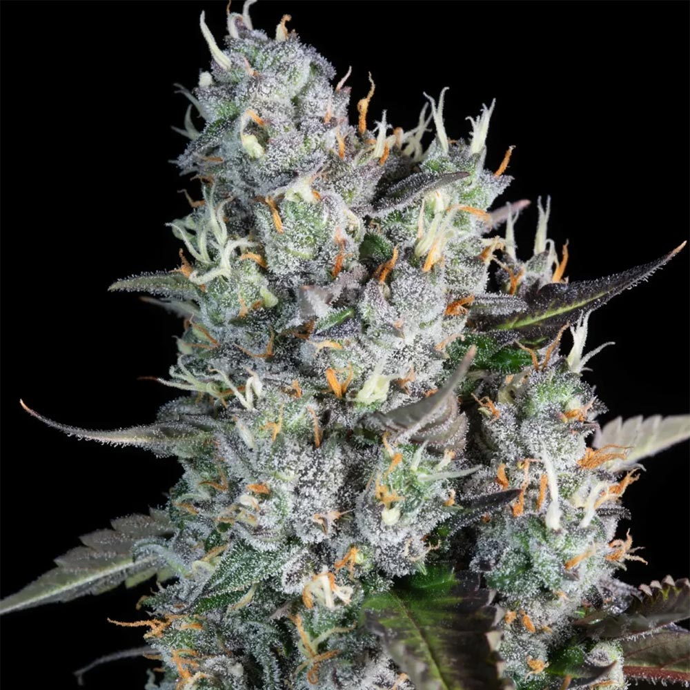 Auto Red Velvet by Paradise Seeds