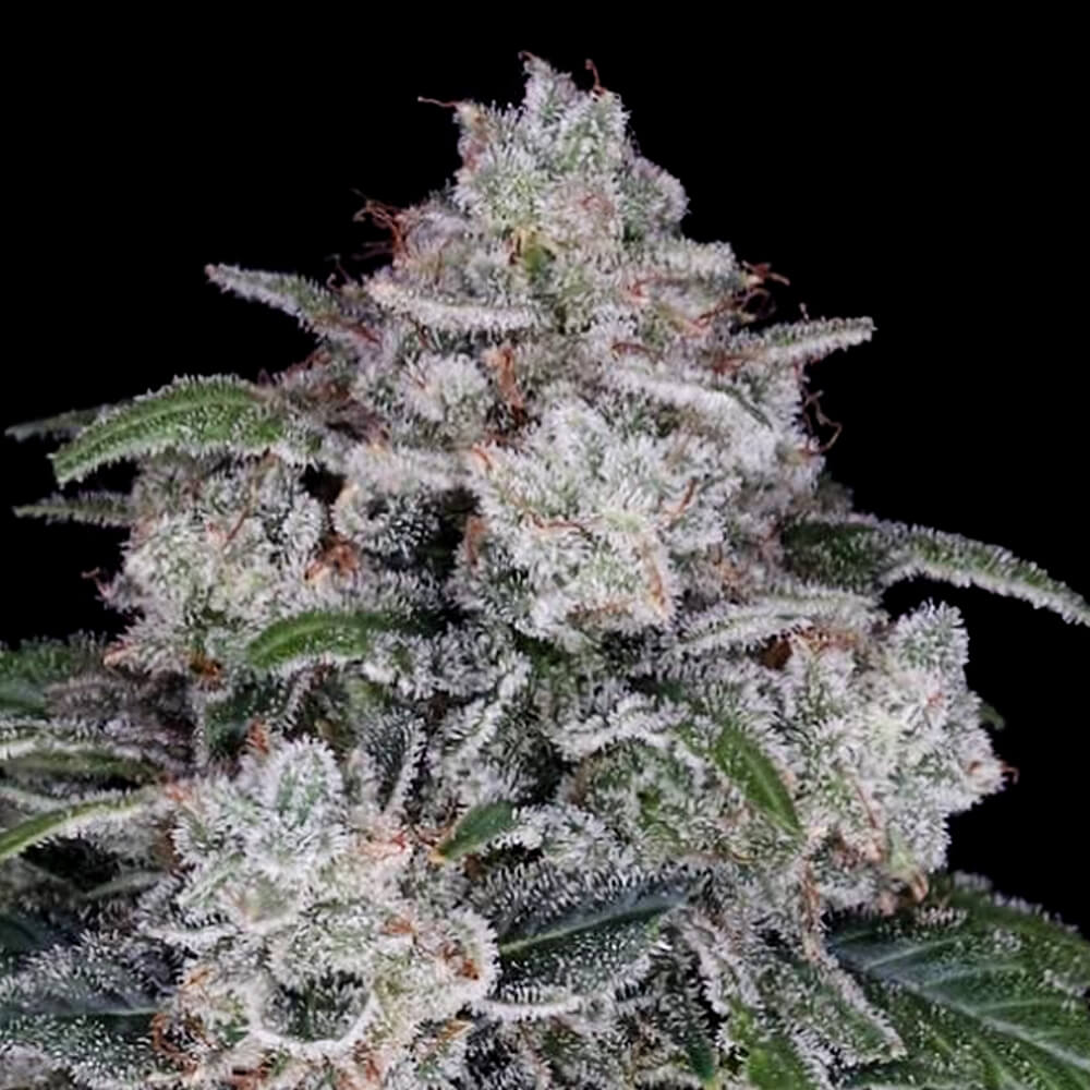 Auto Return of the Mac by DNA Genetics