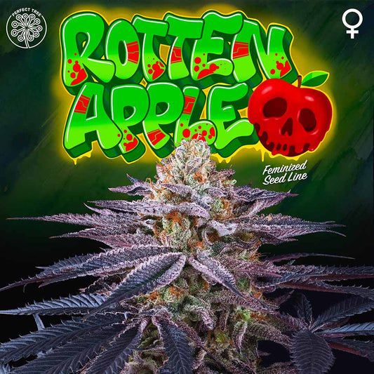 Rotten Apple by Perfect Tree