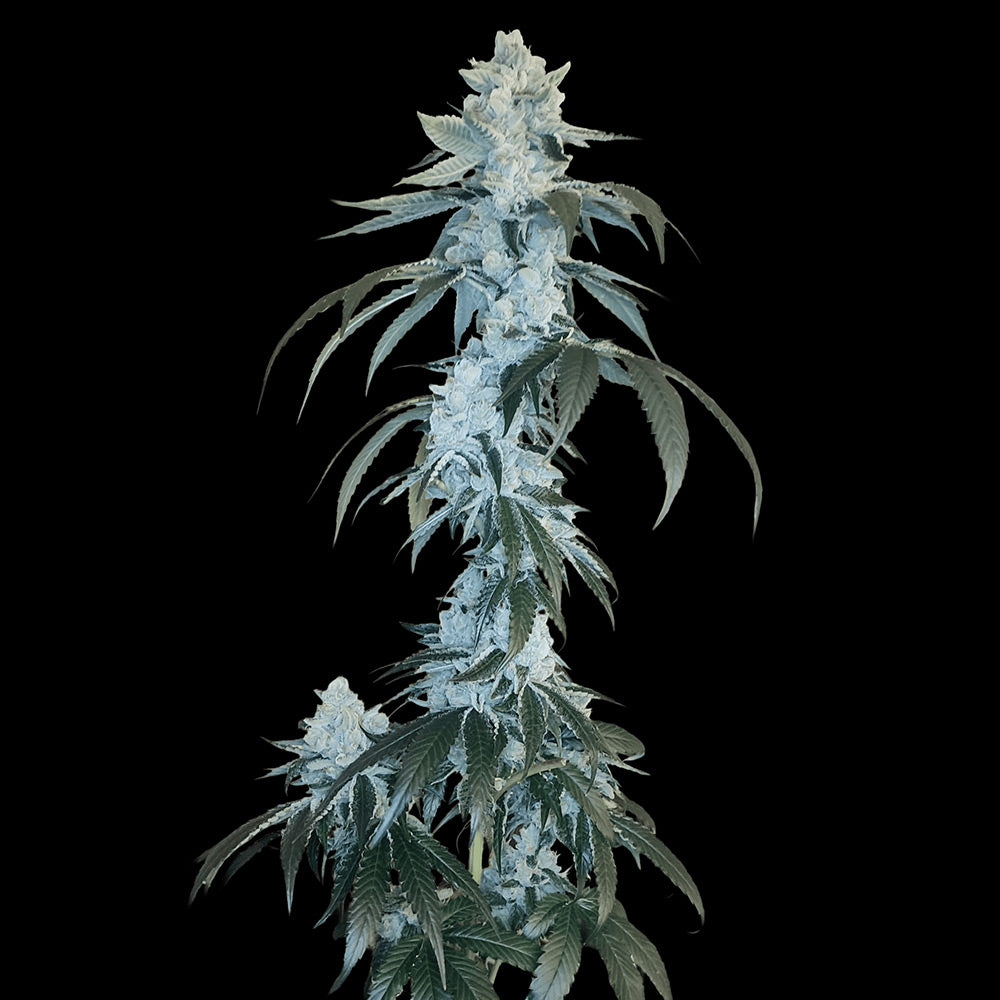 Rudy by Arcana Collective