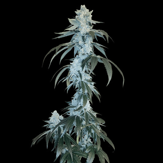 Rudy by Arcana Collective