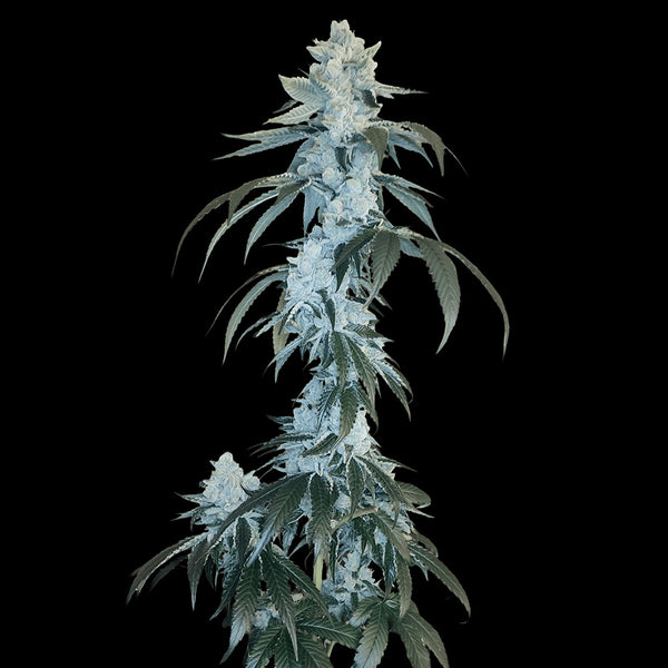 Rudy by Arcana Collective