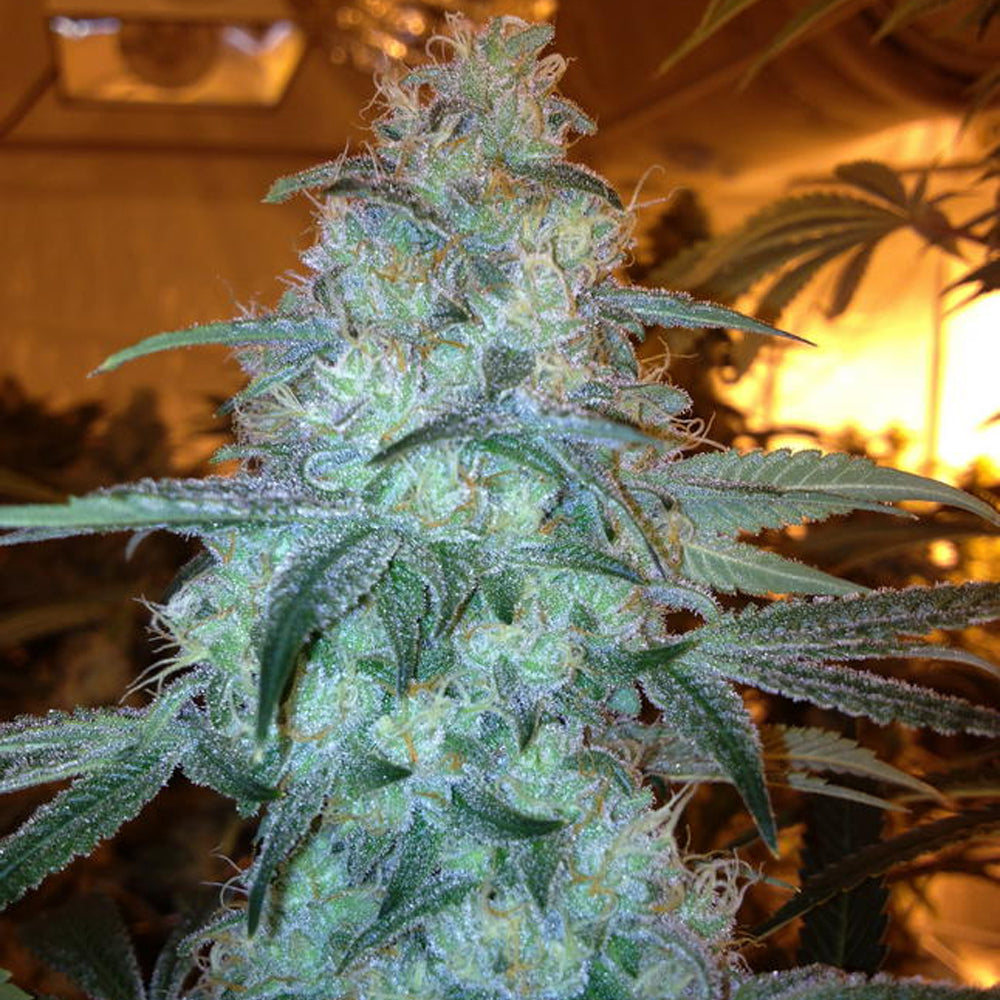 Rug Burn OG by Rare Dankness