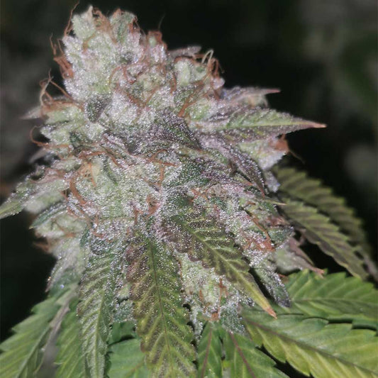 Runtzosa by Pheno Finder Seeds