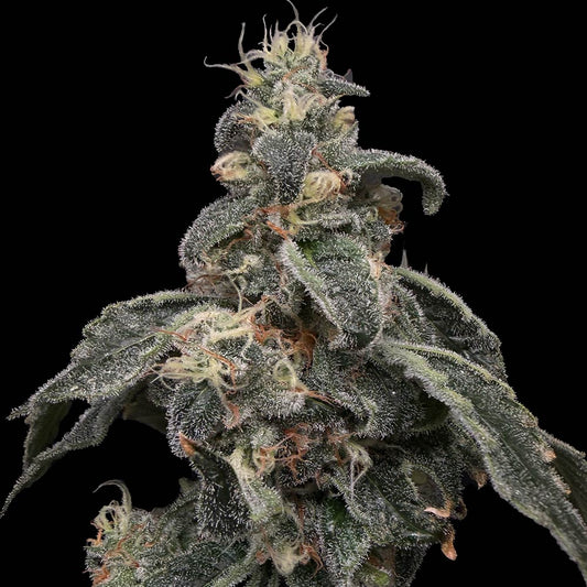 Safari Boat by Common Wealth Seed Co
