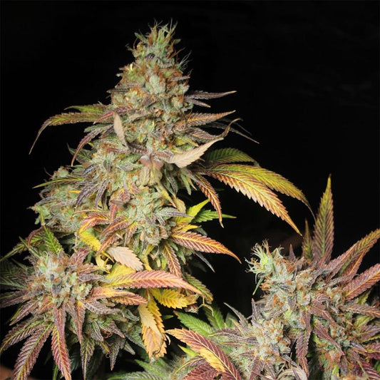 Salipcon by Black Tuna Seeds