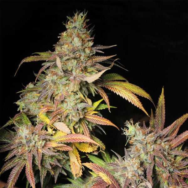 Salpicón by Black Tuna Seeds