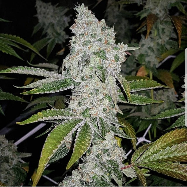 El Chapo by The Plug Seedbank