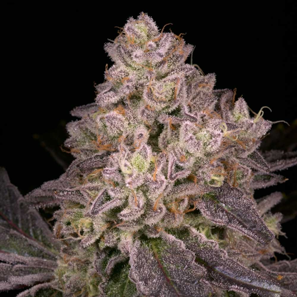 NFS by Archive Seedbank