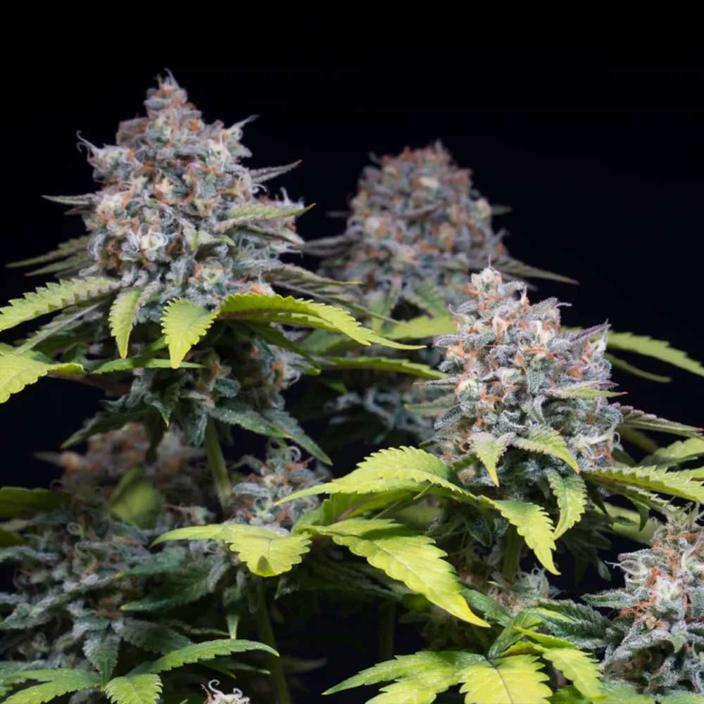 Highway 66 by Paradise Seeds