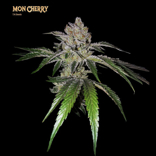 Mon Cherry by T.H. Seeds