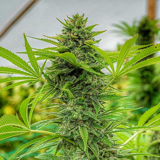 Clementine Slush by The Cali Connection
