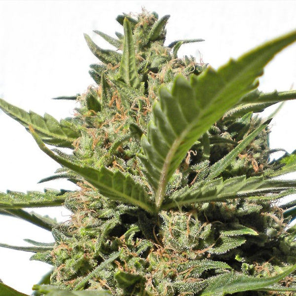 Serious Happiness by Serious Seeds