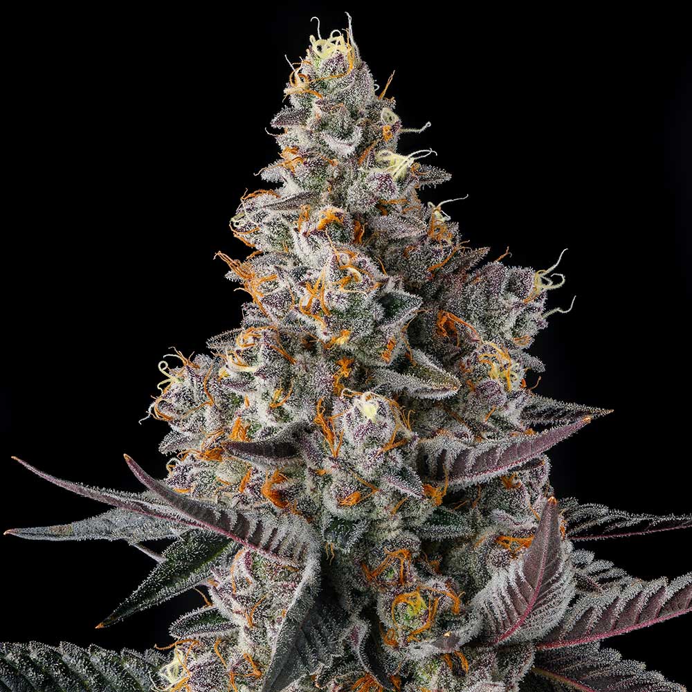 Shake Back by Compound Genetics
