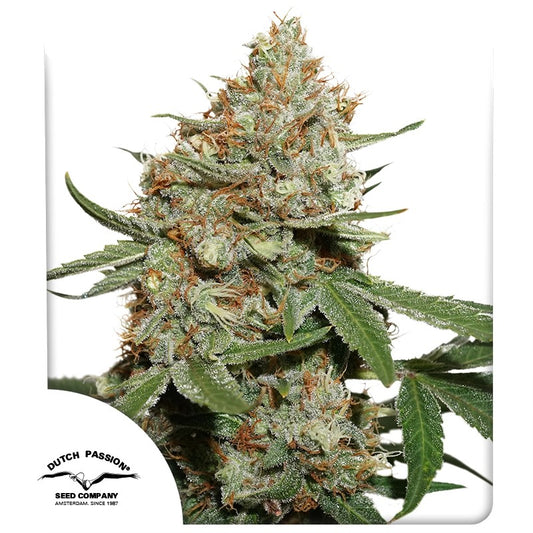 Skunk #11 by Dutch Passion