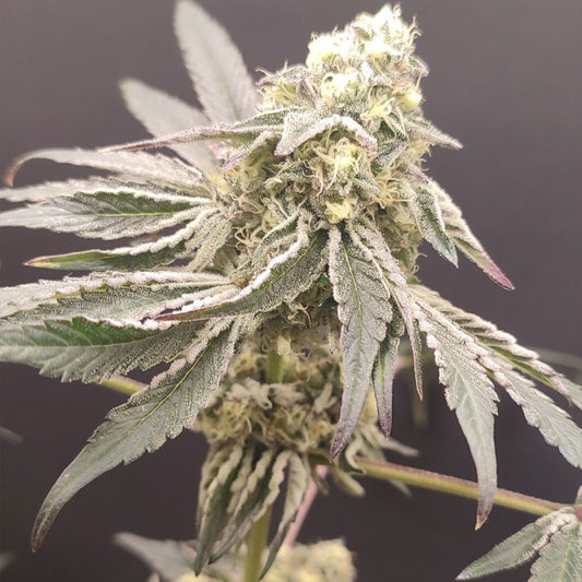 Slurpicle by Seeds of Anarchy