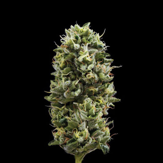 Snack Pack by DNA Genetics