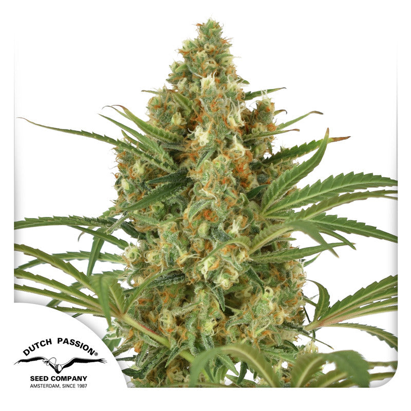 Snow Bud by Dutch Passion