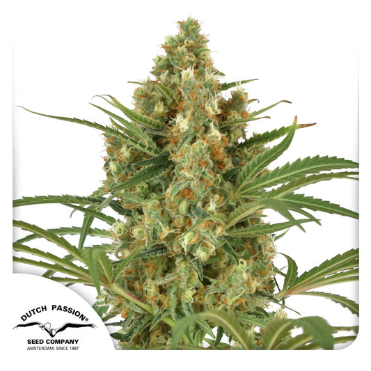 Snow Bud by Dutch Passion