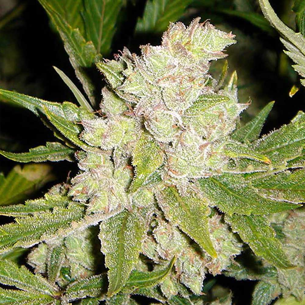 Sogouda by Soma Seeds
