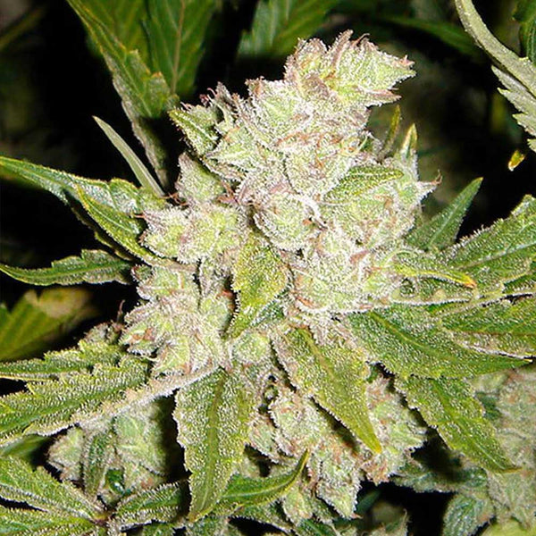 Sogouda by Soma Seeds