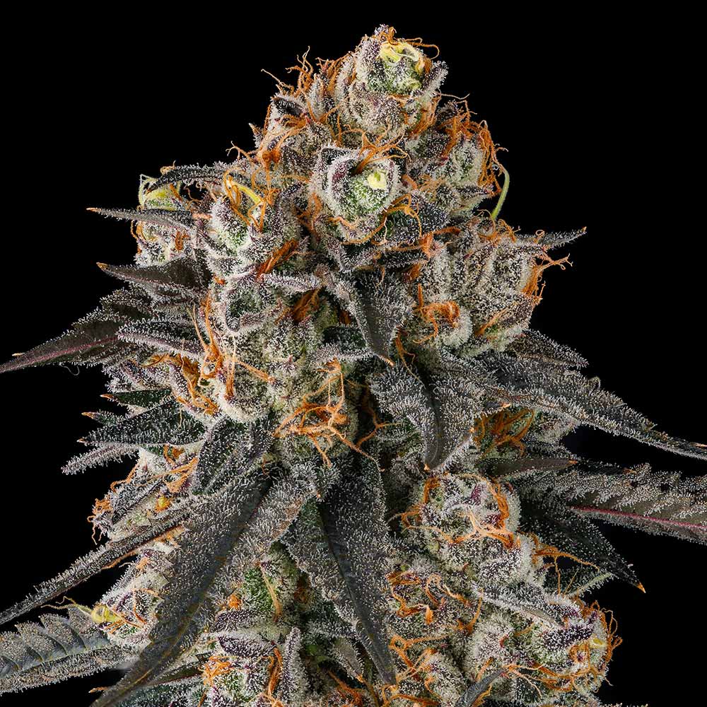 Solazo by Compound Genetics