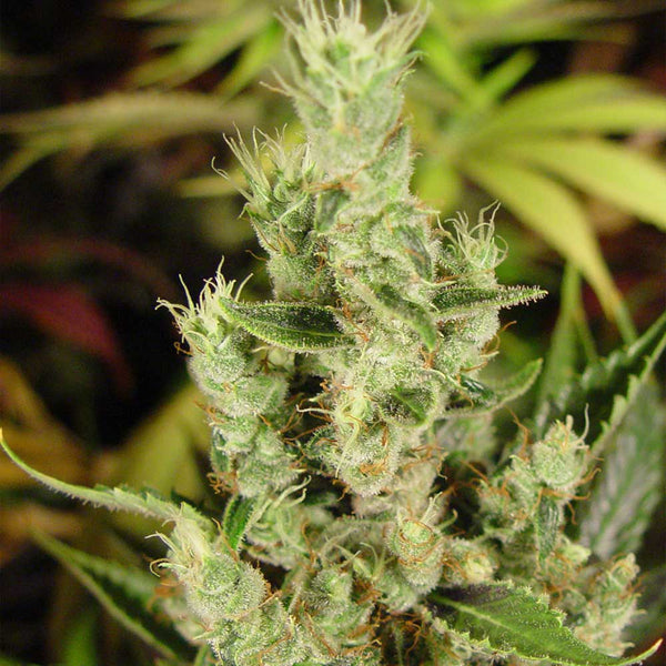 Amnesia Haze by Soma Seeds