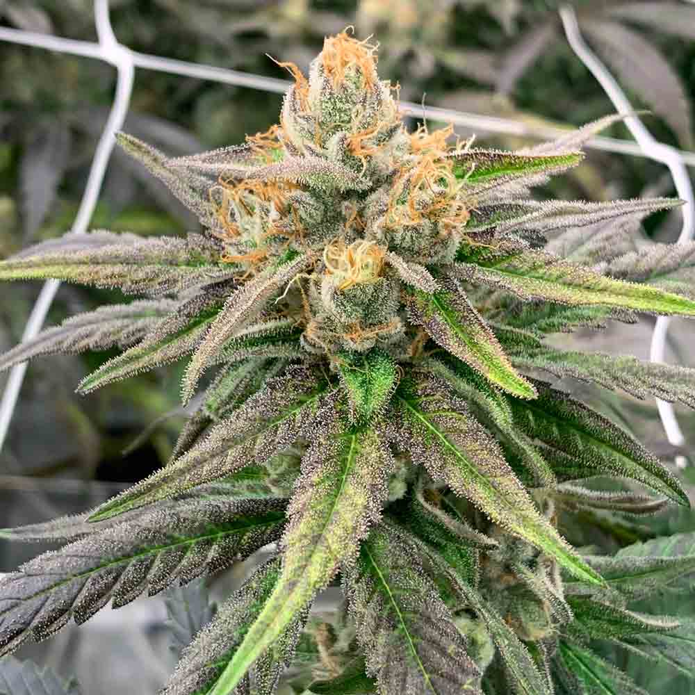 Somali Ghost Train Haze by Rare Dankness