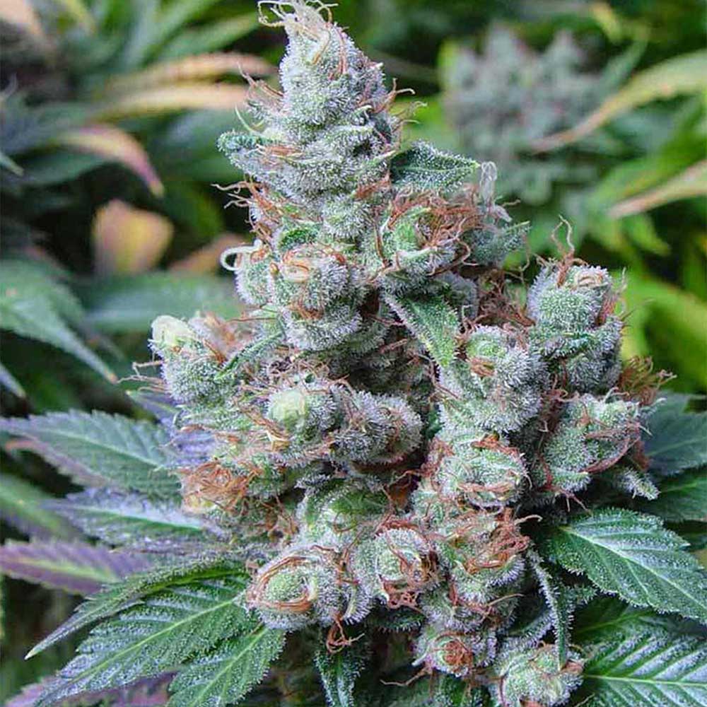 Somari by Soma Seeds