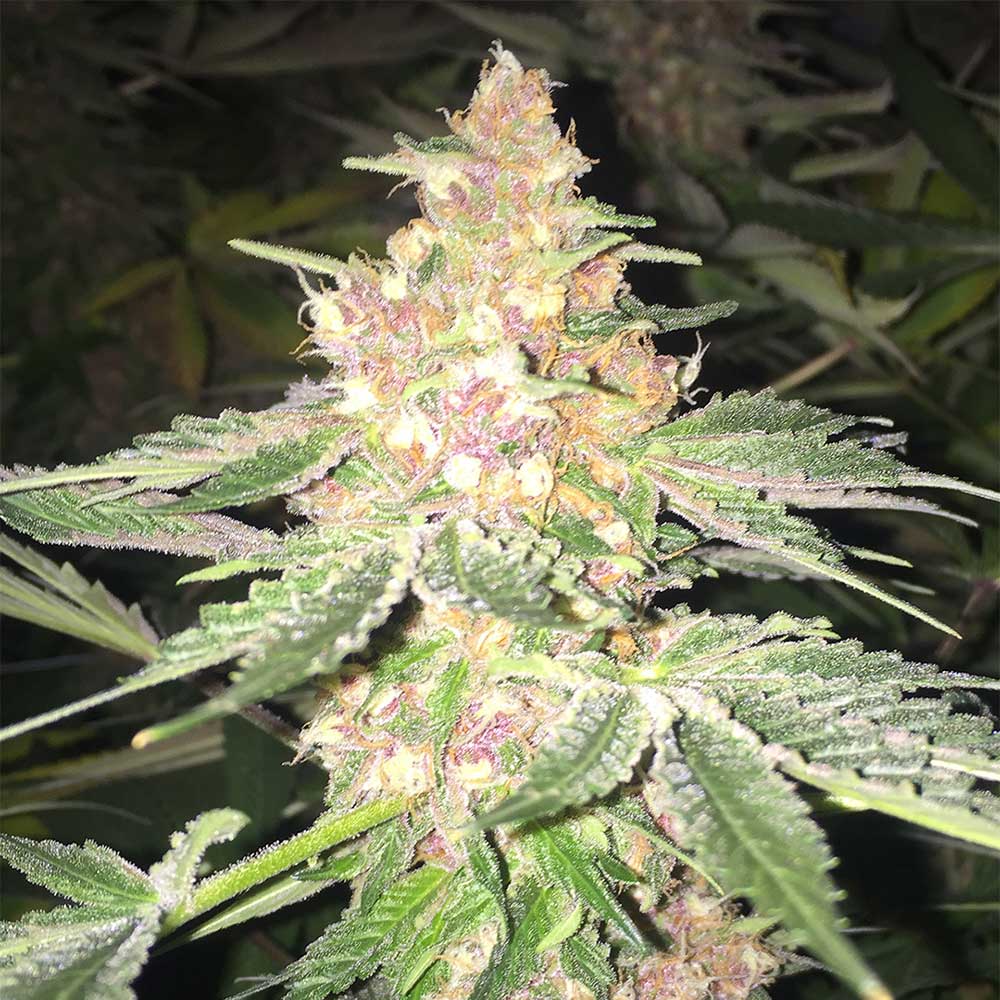 5G by Soma Seeds