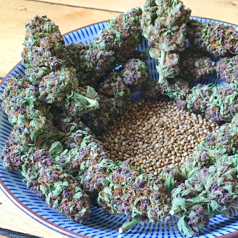 So Purple by Soma Seeds