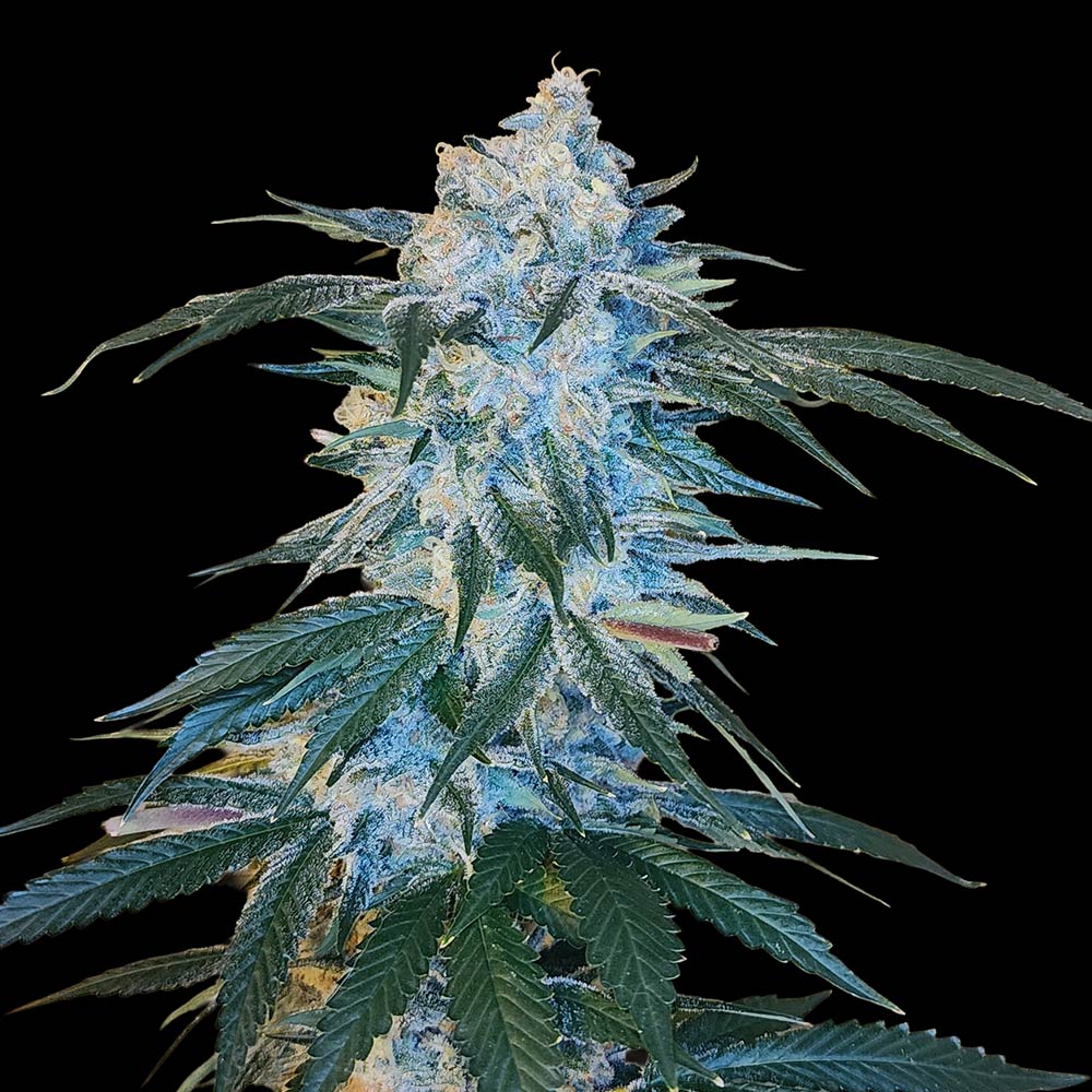 Sour Cherry Kush by Arcana Collective