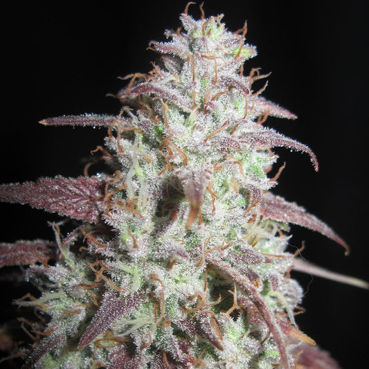 Sour Gob Stopper by Ultra Genetics