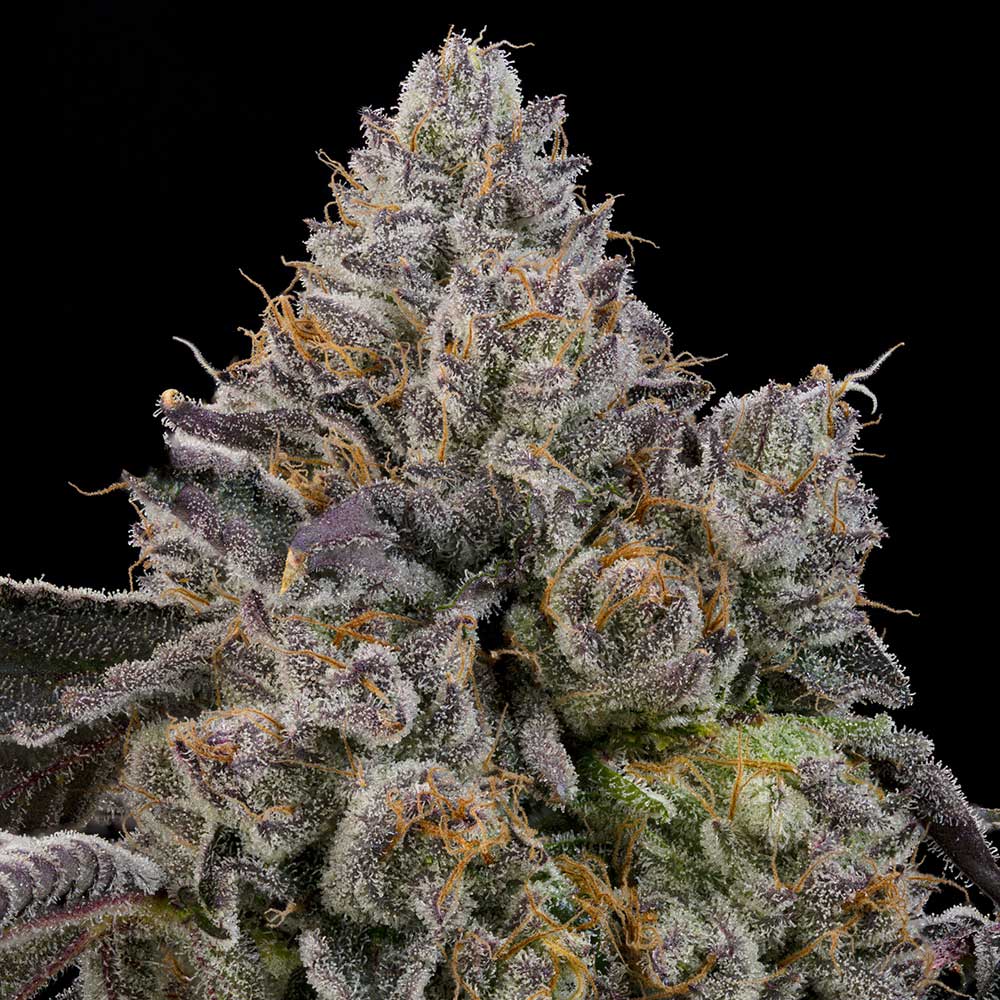 Sour Peachez by Grounded Genetics