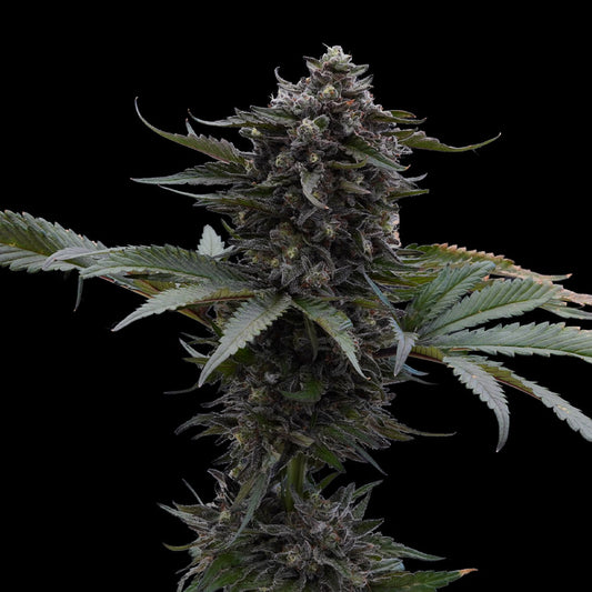 Sour Wolf by Ziplock Seeds