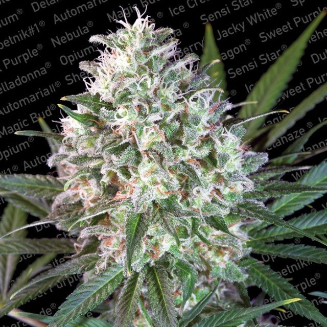 Space Cookies by Paradise Seeds