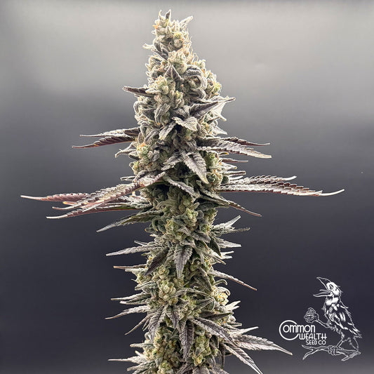 Speed Bump by Common Wealth Seed Co
